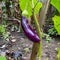 Eggplant fruit