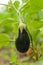 Eggplant fruit growing in the garden in autumn