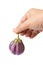 Eggplant fruit in hand