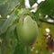 Eggplant fruits