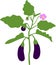 Eggplant with green leaves, ripe fruits and flower