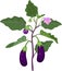 Eggplant with green leaves, ripe fruits and flower