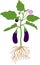 Eggplant with green leaves, ripe fruits, flower and root system