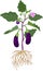 Eggplant with green leaves, ripe fruits, flower and root system