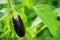 Eggplant grow greenhouse. Eggplant Growing Branch Leaf Green. Young growing eggplant
