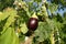 Eggplant growing in countryside garden