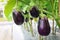 Eggplant growing in field plant ready for harvest.