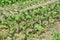 Eggplant grows in rows in open ground