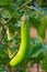 Eggplant hanging on tree