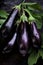 Eggplant harvest: assortment of locally grown fresh Globe eggplants