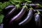 Eggplant harvest: assortment of locally grown fresh Globe eggplants