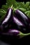 Eggplant harvest: assortment of locally grown fresh Globe eggplants