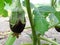 Eggplant harvest on the farm, fresh fruits in natural conditions