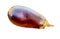 Eggplant painted on white background