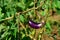 Eggplant pear shoped on plantation