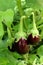 Eggplant on plant