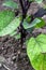 Eggplant plant. Eggplant leaves and fruit