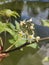Eggplant plant flower over fish pond
