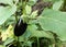An eggplant plant in the garden with fruit. Benefits of eggplant concept