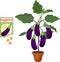 Eggplant plant with purple fruits, green leaves in flower pot and open sachet with seeds