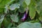 Eggplant plantation at Duc Trong, Viet Nam