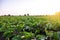 Eggplant plantation field. Agriculture, farm. Growing on open ground. Growing organic vegetables on the farm. Food production.