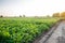 Eggplant plantations grow in the field. vegetable rows. farming, agriculture. Landscape with agricultural land. crops