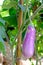 Eggplant purple - Solanum melongena L. on tree,