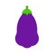Eggplant Purple Vegetable isolated. Food vector illustration