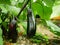 Eggplant ripe harvest close-up Solanum melongena aubergine brinjal bio green vegetable baigan bush black farmer farming