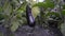 Eggplant ripening in garden