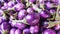 Eggplant sale in the market.purple brinjal,Solanum melongena,
