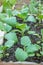 Eggplant seedlings in a cardboard eco-friendly container are ready for planting in a greenhouse. Spring work in the garden