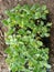 Eggplant seedlings that are planted in a small bowl.