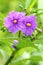 Eggplant Solanum lacinatum blooming