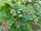 Eggplant  Solanum torvum. helps food  digestion  help the digestive system