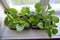 Eggplant and sweet pepper seedlings on a windowsill in a city apartment. Beautiful horizontal photography