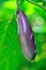 Eggplant tree