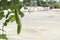 Eggplant on the trees Background image blurred Street