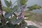 Eggplant trees leaf and Brinjal flowers