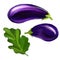Eggplant vector illustration hand drawn painted