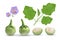 Eggplant vector, leave and purple flower, eggplant cut half realistic design collection isolated