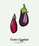 Eggplant vegetable groceries vintage vector. Hand drawn isolated fresh purple aubergine. Food line hand drawn