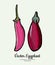 Eggplant vegetable groceries vintage vector. Hand drawn isolated fresh purple aubergine. Food line hand drawn