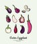 Eggplant vegetable groceries vintage vector set. Hand drawn isolated fresh aubergine. Food line hand drawn illustration