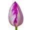 Eggplant white tulip flower isolated on a white background with clipping path. Close-up.