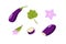 Eggplant whole and cut, eggplant flowers and leaf. Vector illustration of vegetables, a set of harvest