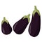 Eggplant whole realistic image. Vector illustration isolated on white background.