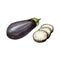 Eggplant whole and slice. Vintage hatching color hand drawn illustration