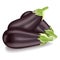 Eggplants. Aubergine, brinjal, nightshade family. Vegetable. Vector illustration